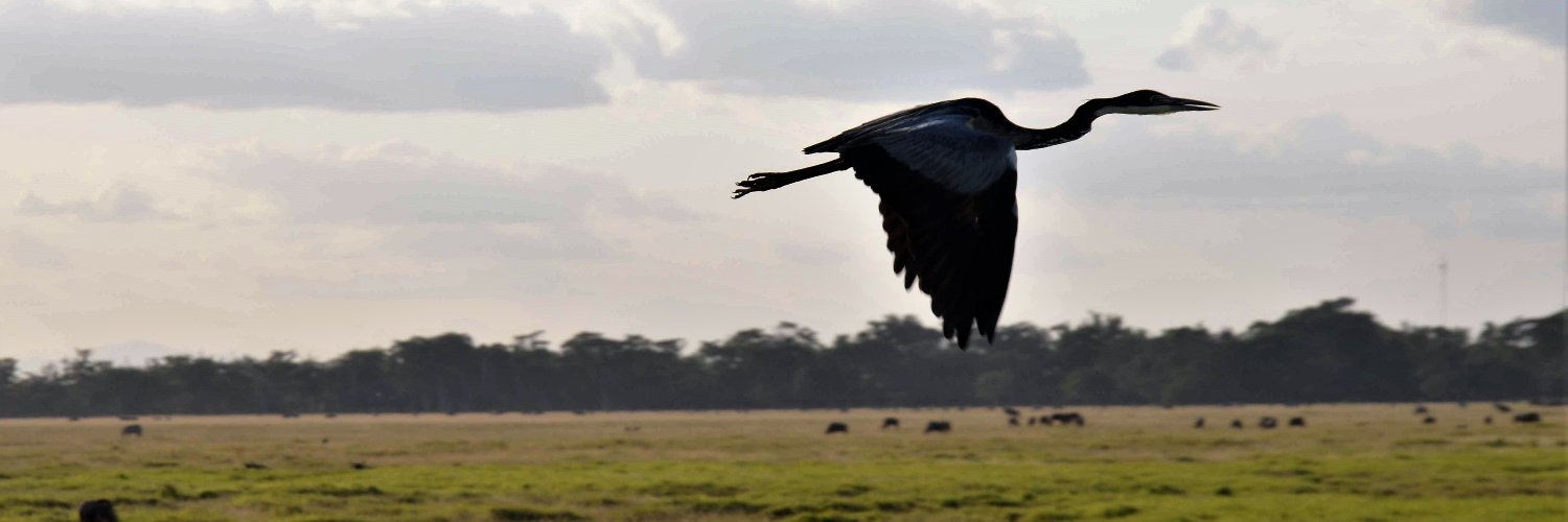 Noé Michalon banner