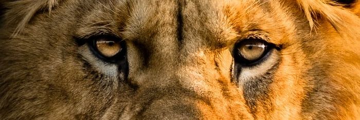FestusEwusi's profile banner image