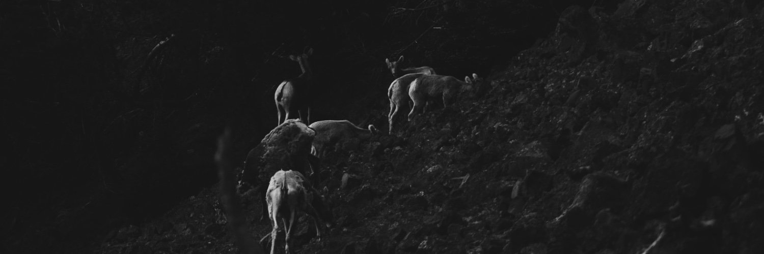 croc connoisseur banner