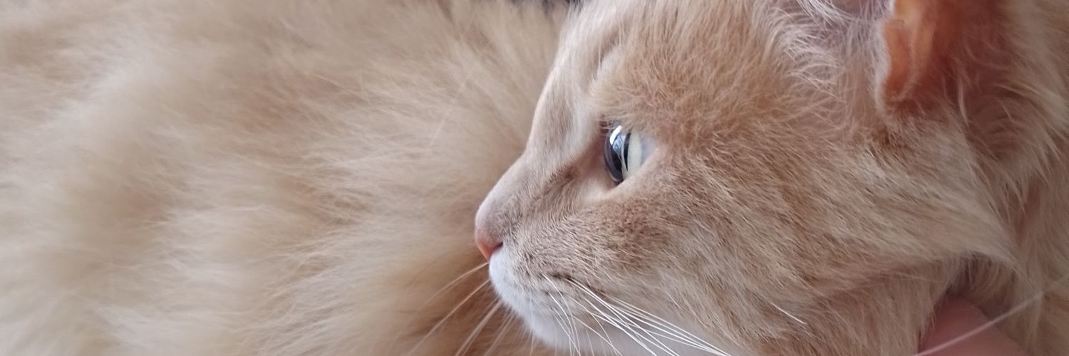 BrunaSaracol's profile banner image