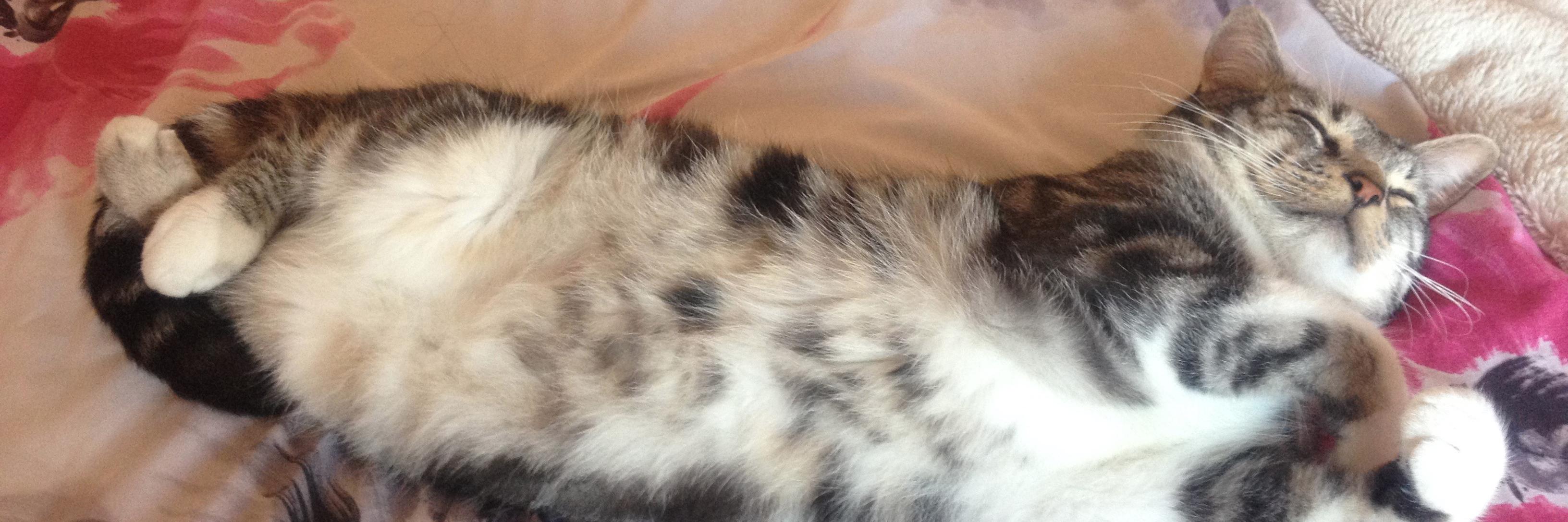 RolyTheCat's profile banner image