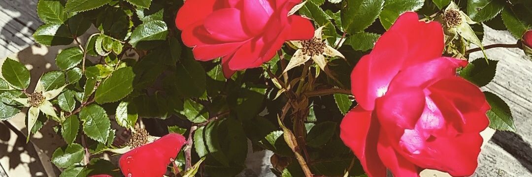 CoreyKiesgen's profile banner image