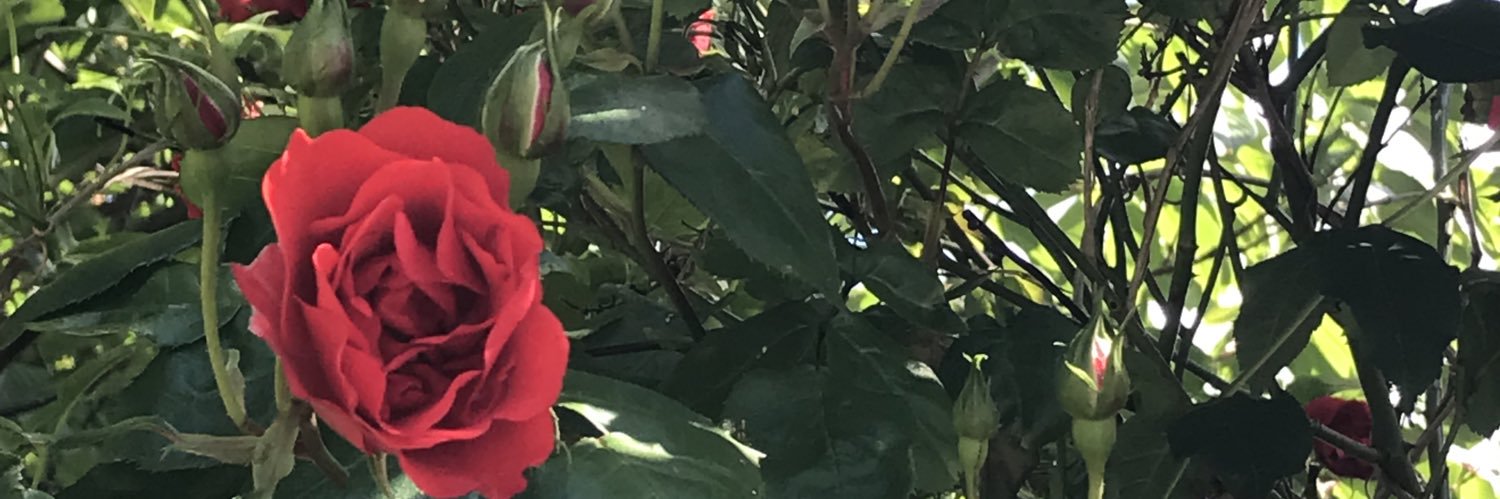 katrinaisquick's profile banner image