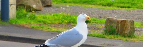 pontlabbe Profile Banner