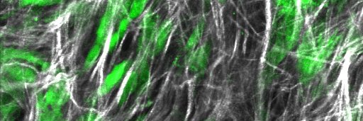 Paolo Provenzano banner