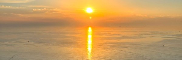 shnflwr Profile Banner