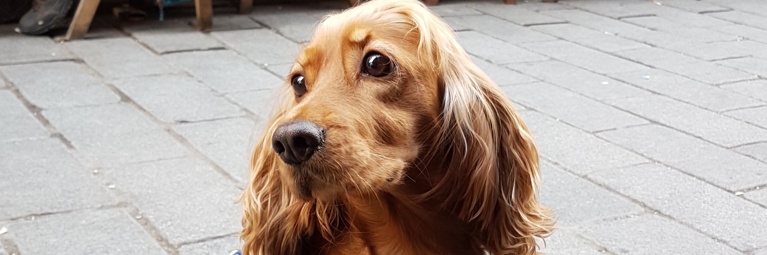 szinn_'s profile banner image