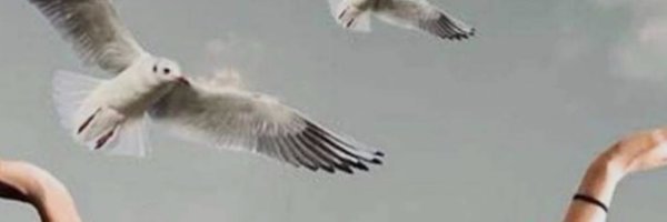 Meme991q Profile Banner