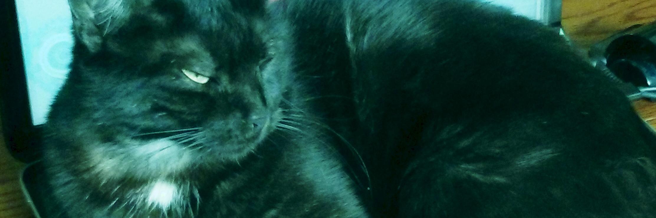 ozzyisnotcute's profile banner image
