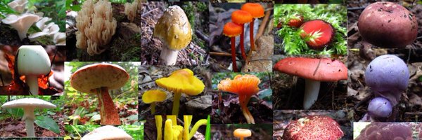 felipe_alborn Profile Banner