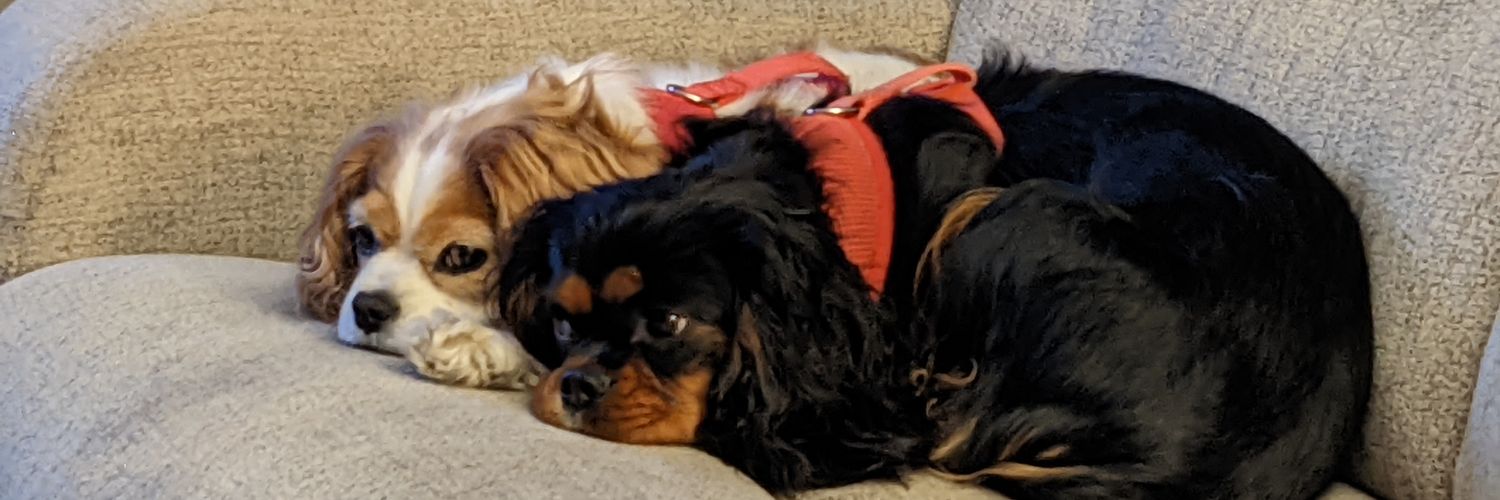 PestyMom's profile banner image
