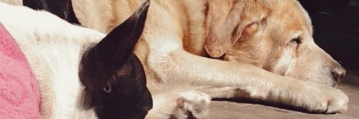 julialemis's profile banner image