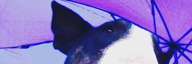 JuliJaramilloJ's profile banner image