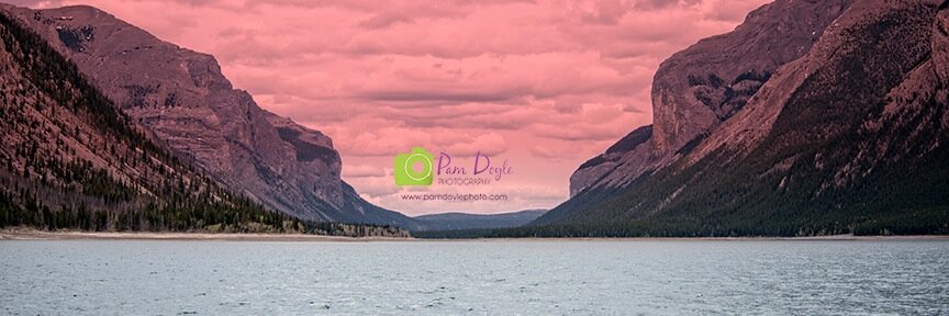 pphotodog's profile banner image
