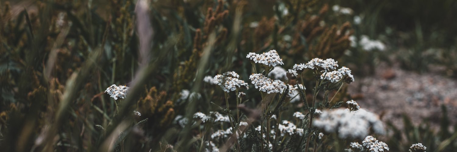 SOMER_mock's profile banner image