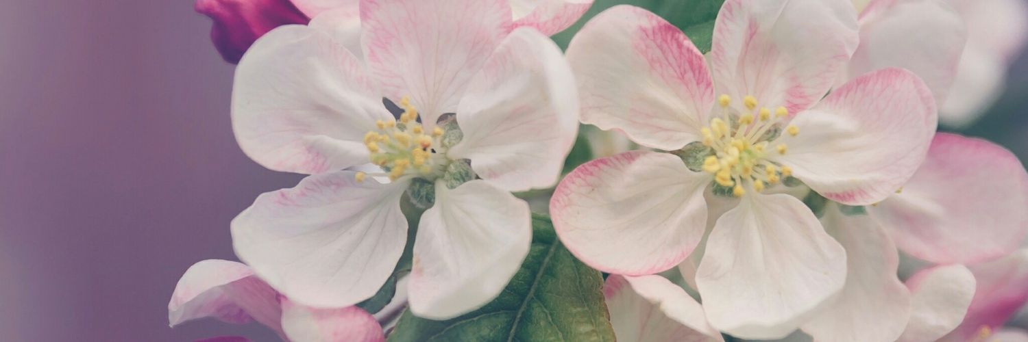 Jυlia 🌼 banner