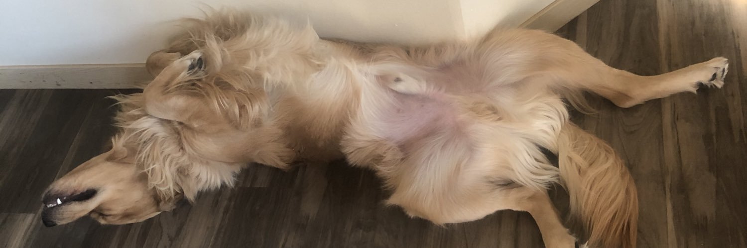 DevonSnyder_'s profile banner image
