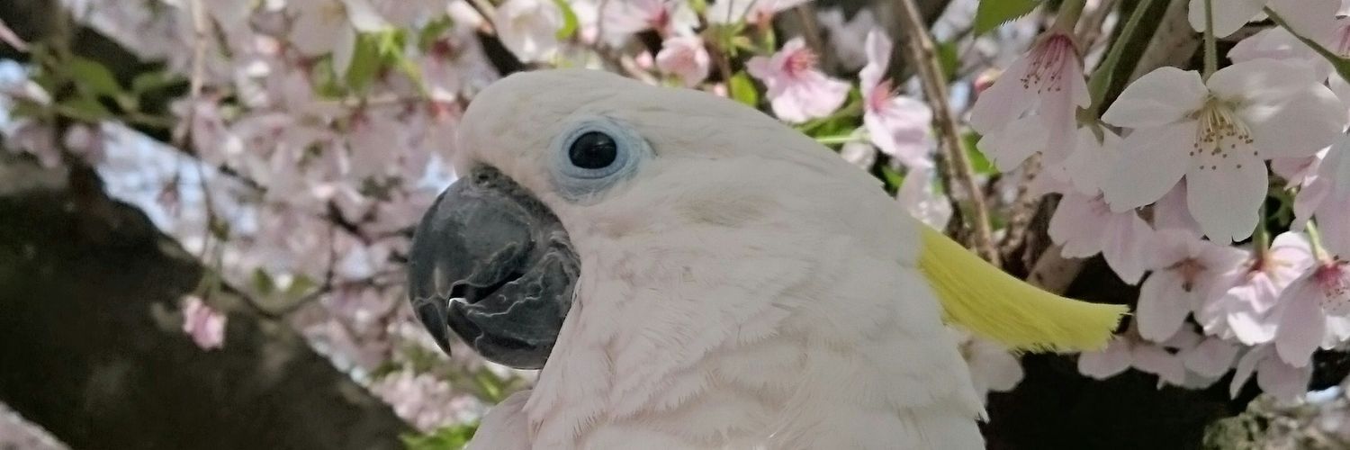 おぱーりん🎵 banner