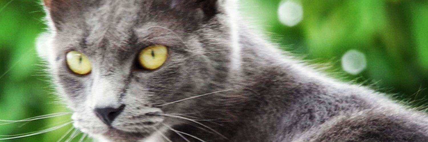MatiiBianchi's profile banner image