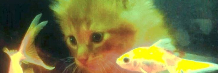 aricattou's profile banner image