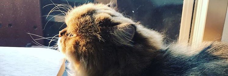 foochan2323's profile banner image