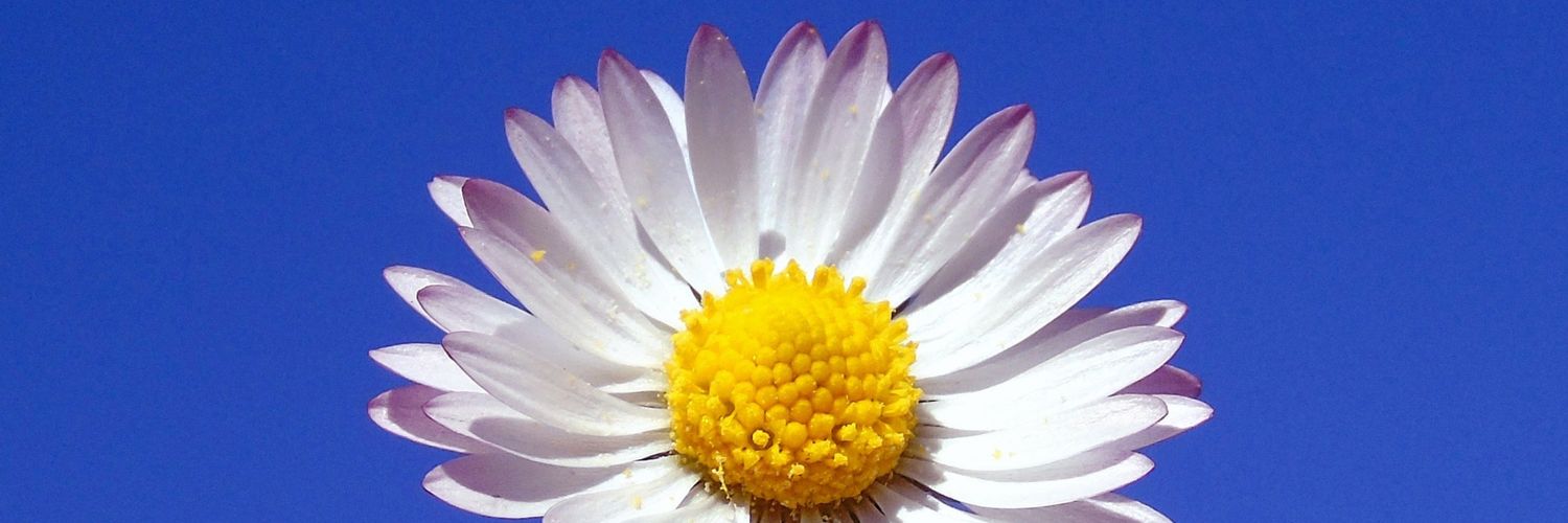 mrbird312's profile banner image