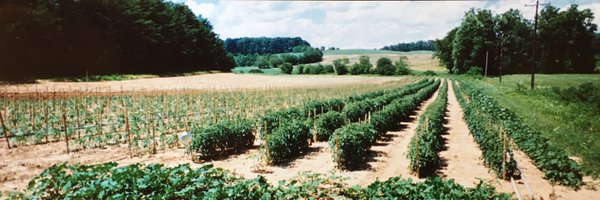 kctomato Profile Banner