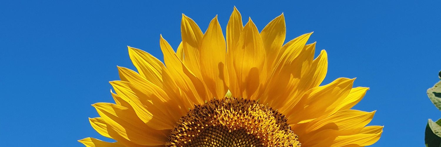 tiarayamanda's profile banner image