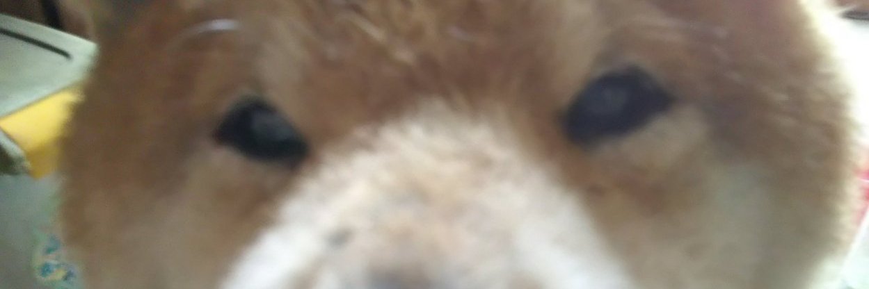 botchi_yam's profile banner image