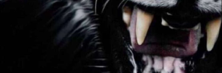 sjaaaf's profile banner image