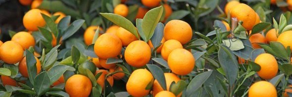 0x420btc.eth base.eth | ETHGas ⛽ (🖤,🤍) tempo banner