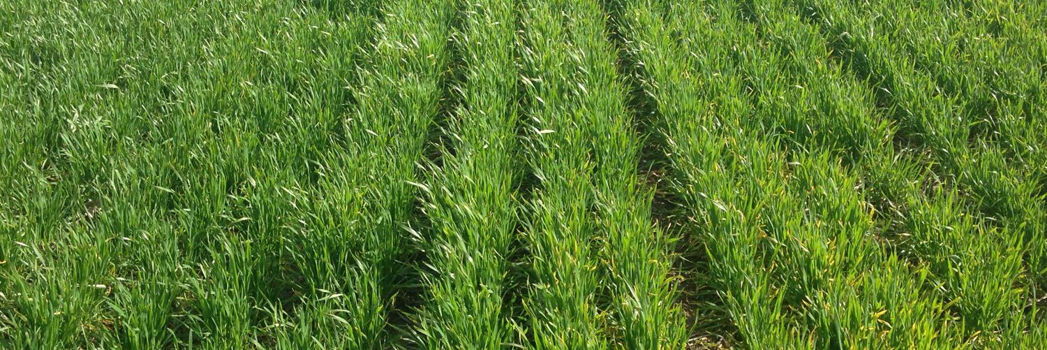 Robert Bradley banner