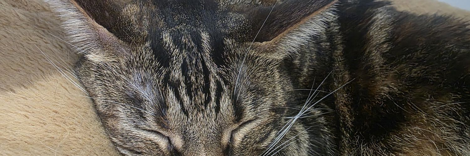 VickyCaparros8's profile banner image