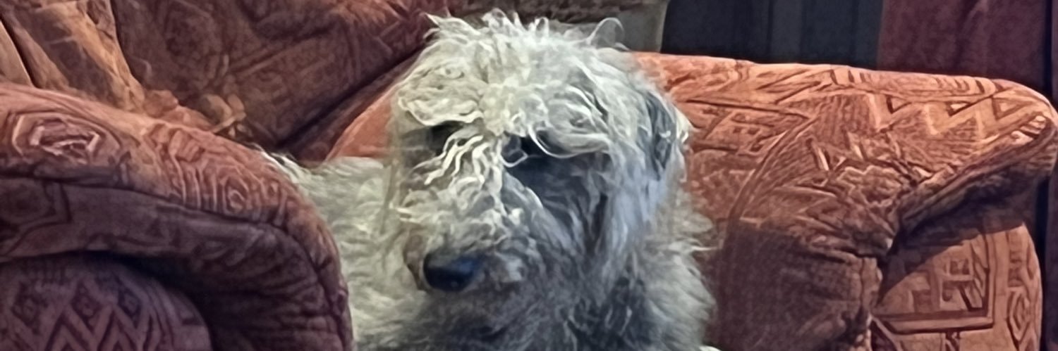 Mother of Dogs banner