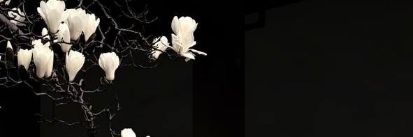javieliko's profile banner image
