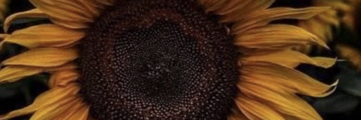 Britthalee's profile banner image