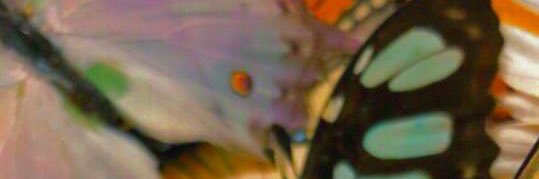 TinkerBellCried banner