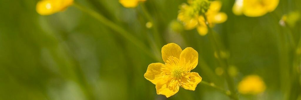 leahgian's profile banner image