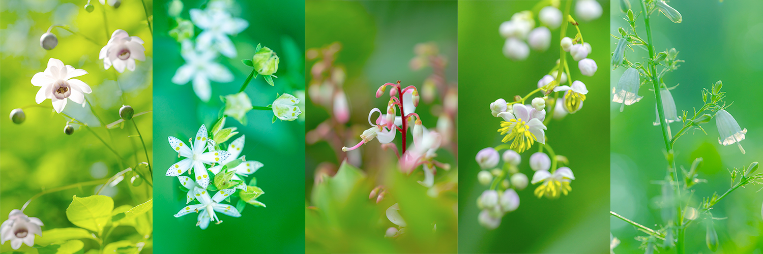 lightgraphy_aki's profile banner image