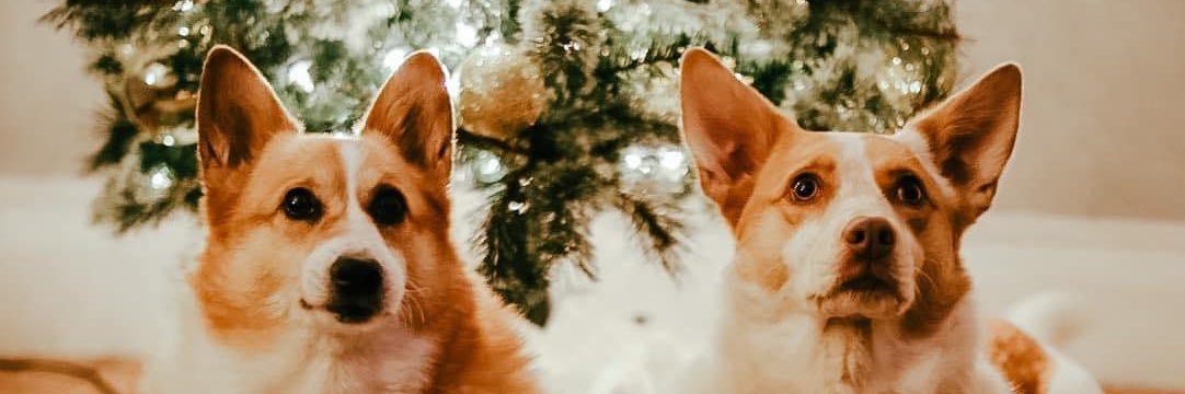 GraceAdams28's profile banner image