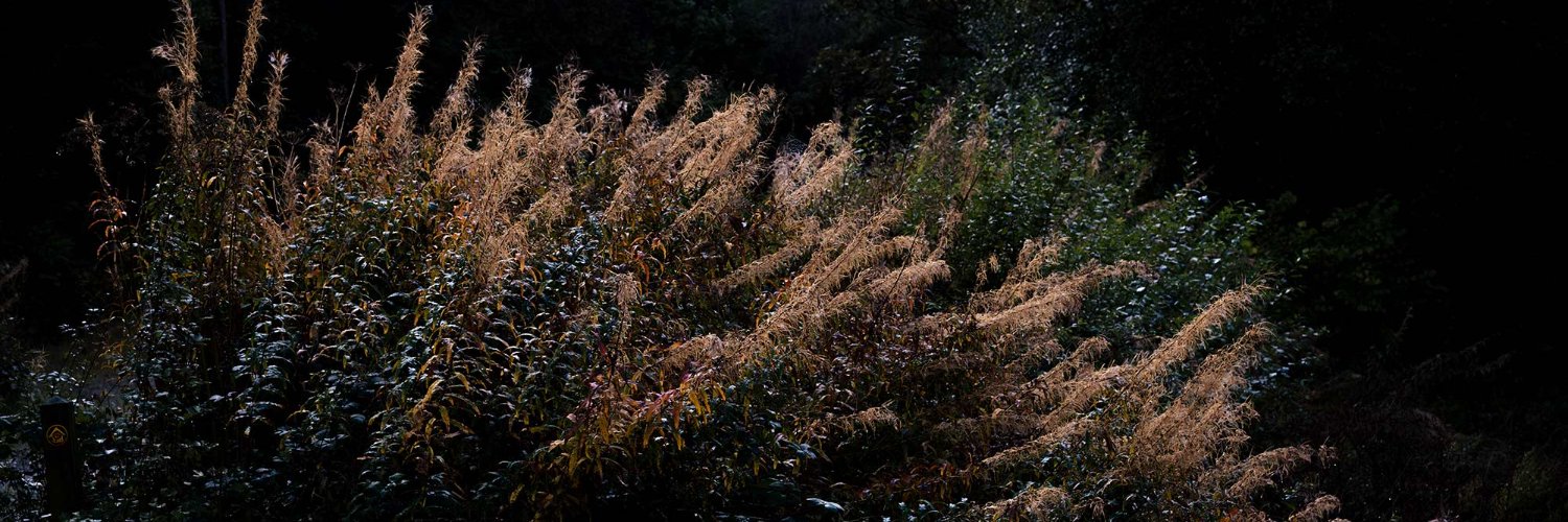 Focused Light banner