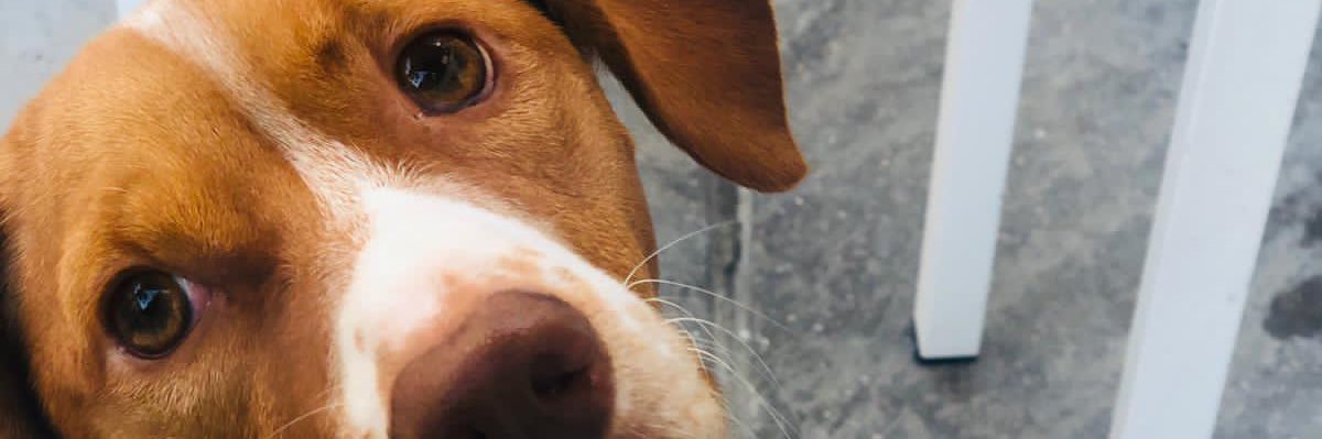RocioMDixie's profile banner image