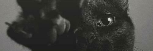 Lacaud's profile banner image