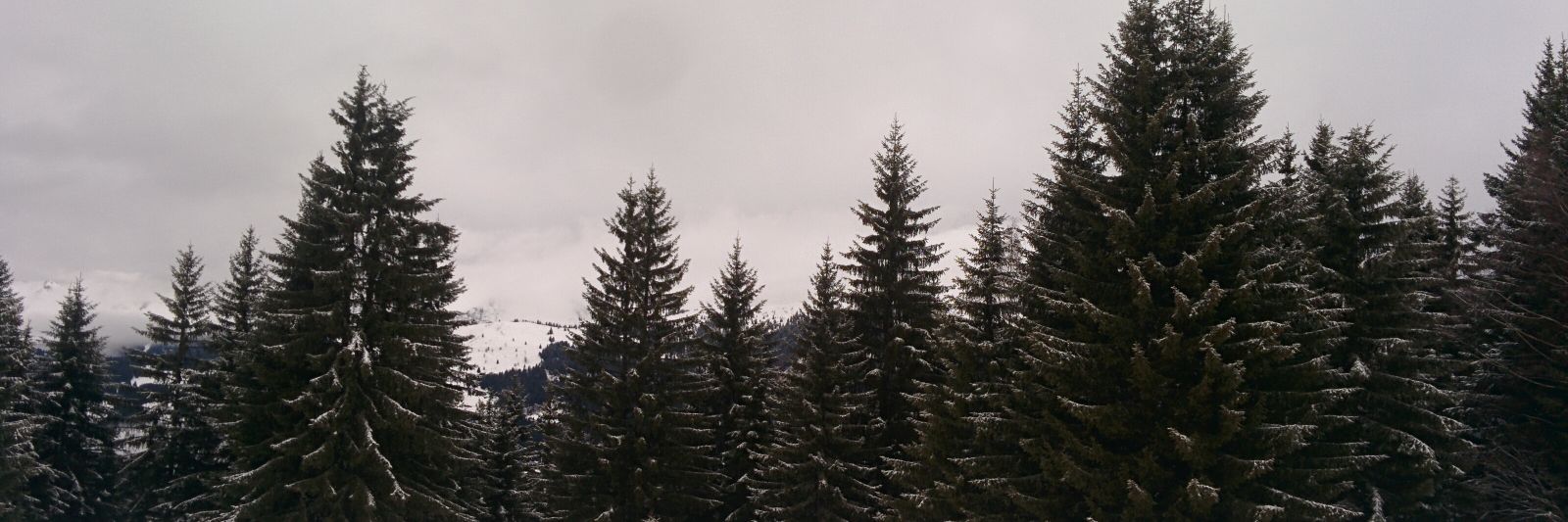 fisk✨🔜Thaitails🇹🇭 banner