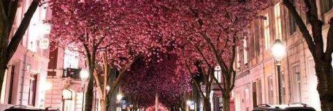 nonagira's profile banner image