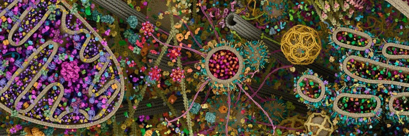 Dwane Dibbley Junior banner