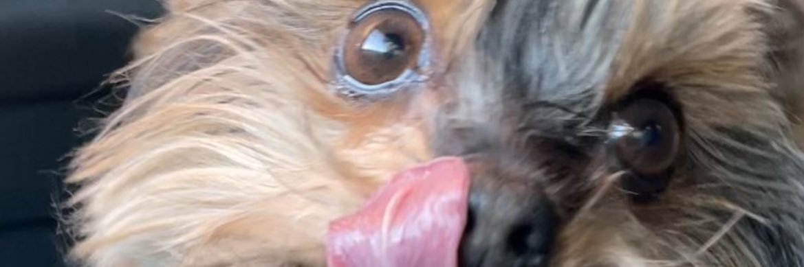 Eva Bielsa de Lis banner