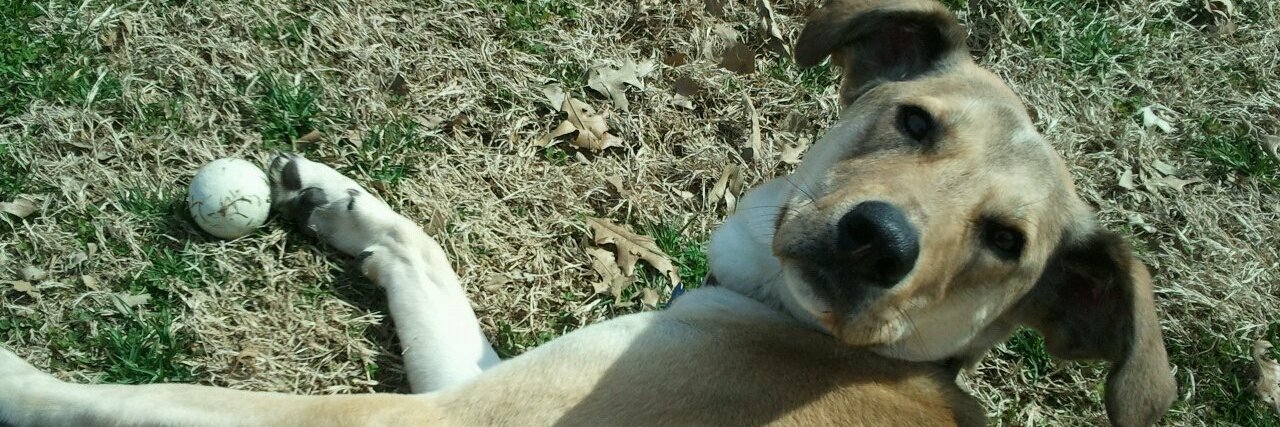K9XBall's profile banner image