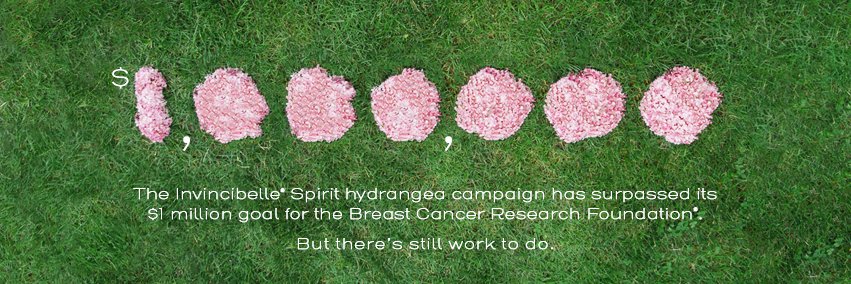 Hydrangea4aCure's profile banner image
