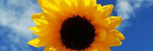 Kaaat_Fernandes's profile banner image